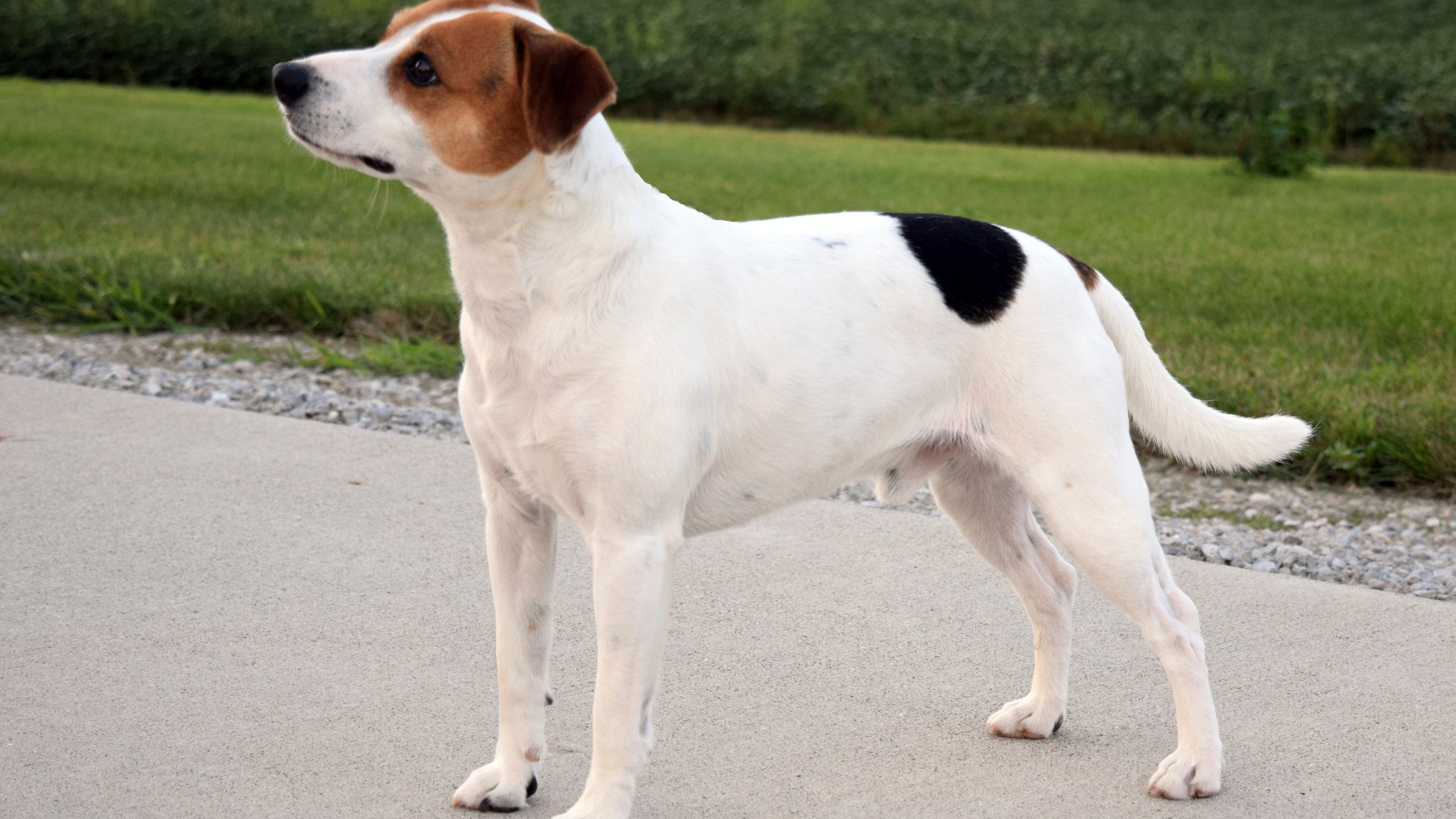 This image provided by the American Kennel Club shows a Danish-Swedish Farmdog standing outdoors, the latest dog in the American Kennel Club's lineup of recognized breeds. (Brooks H Mabry/American Kennel Club via AP)