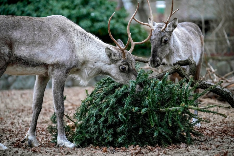 European Forest Reindeers graze on a Christmas tree during the feeding of animals with unused Christmas trees, at the Zoo in Berlin, Germany, Friday, Jan. 3, 2025. (AP Photo/Ebrahim Noroozi)