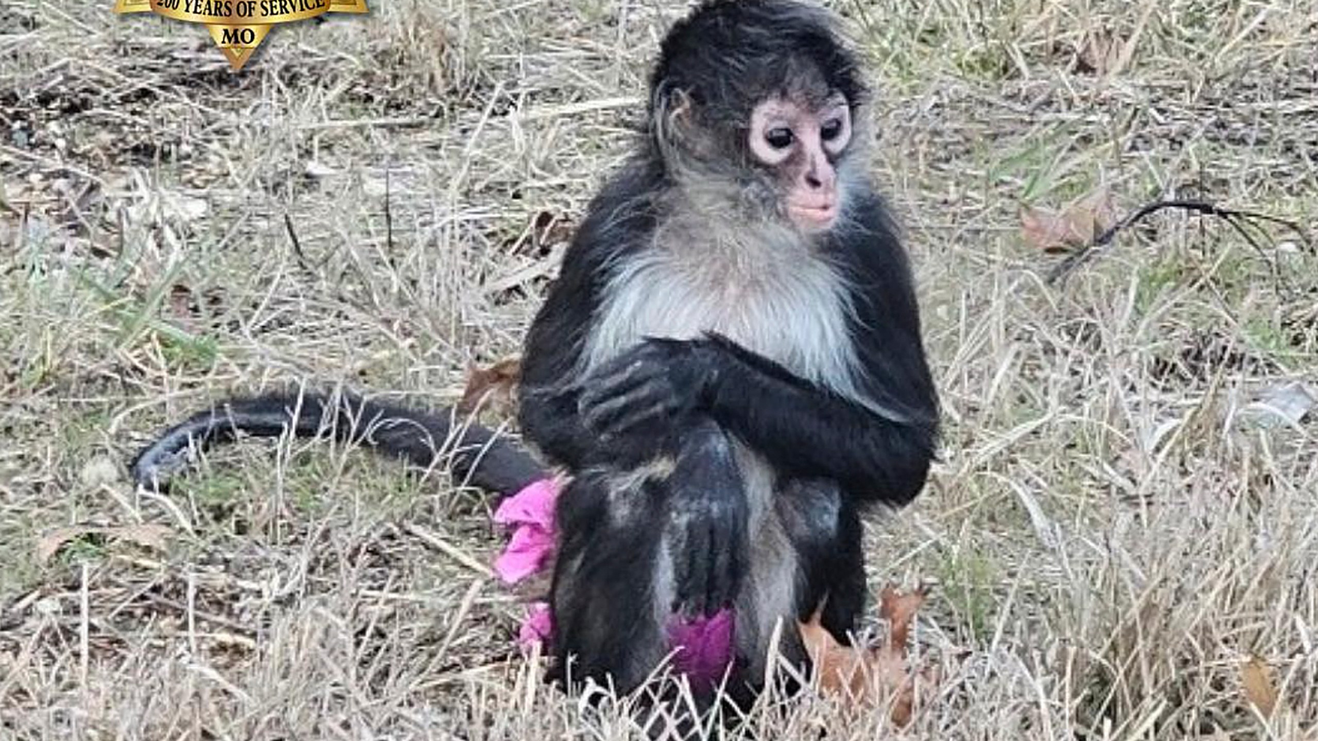 CORRECTS LOCATION TO NEAR OTTO NOT CALEDONIA This Jan. 3, 2025 image provided by the Jefferson County Sheriff's Office shows an escaped spider monkey near Otto, Mo. (Jefferson County Sheriff's Office via AP)