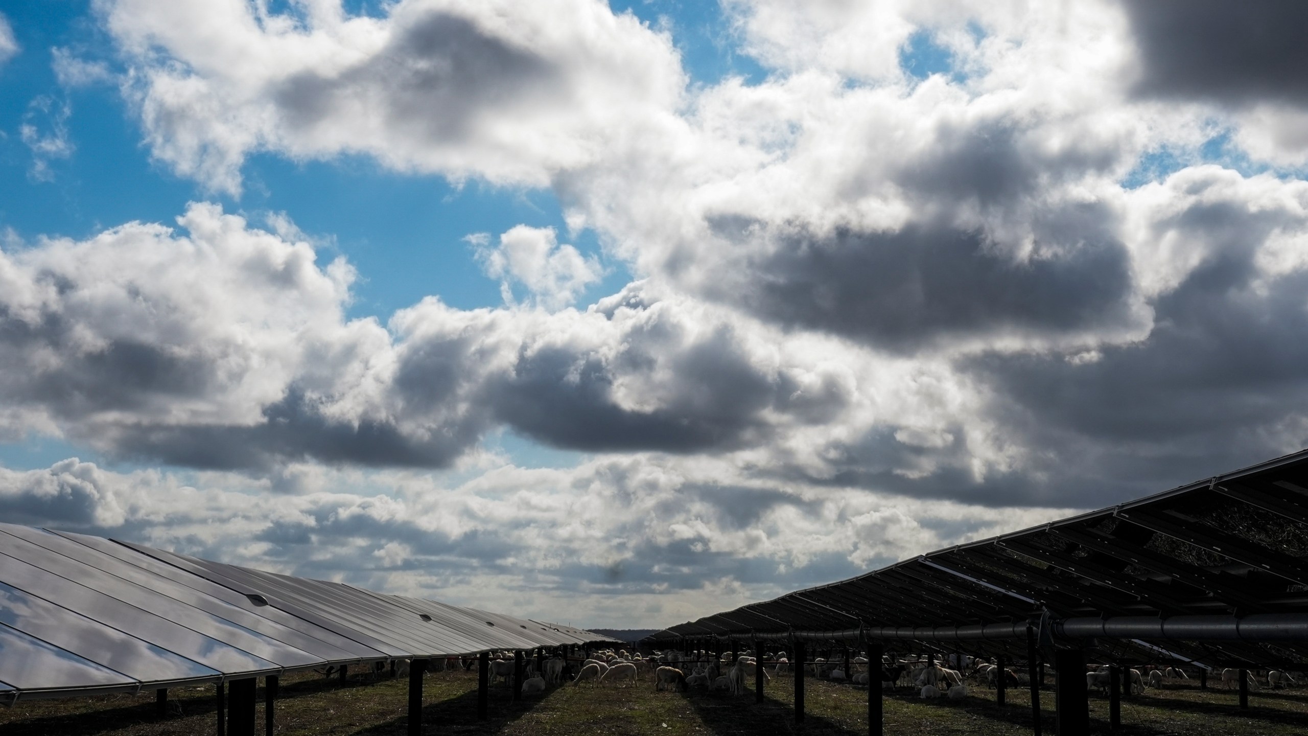 Sheep graze on a solar farm owned by SB Energy on Tuesday, Dec. 17, 2024, in Buckholts, Texas. (AP Photo/Ashley Landis)