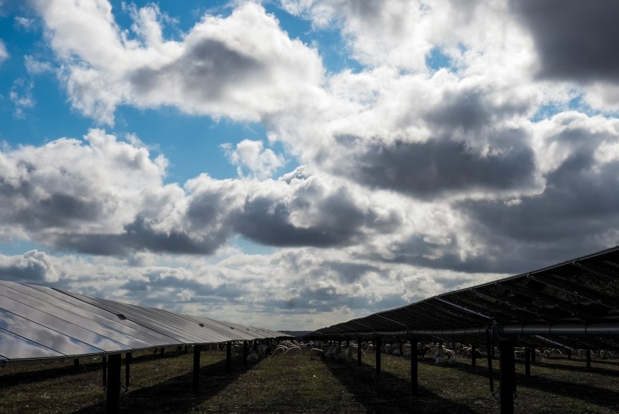 Sheep graze on a solar farm owned by SB Energy on Tuesday, Dec. 17, 2024, in Buckholts, Texas. (AP Photo/Ashley Landis)