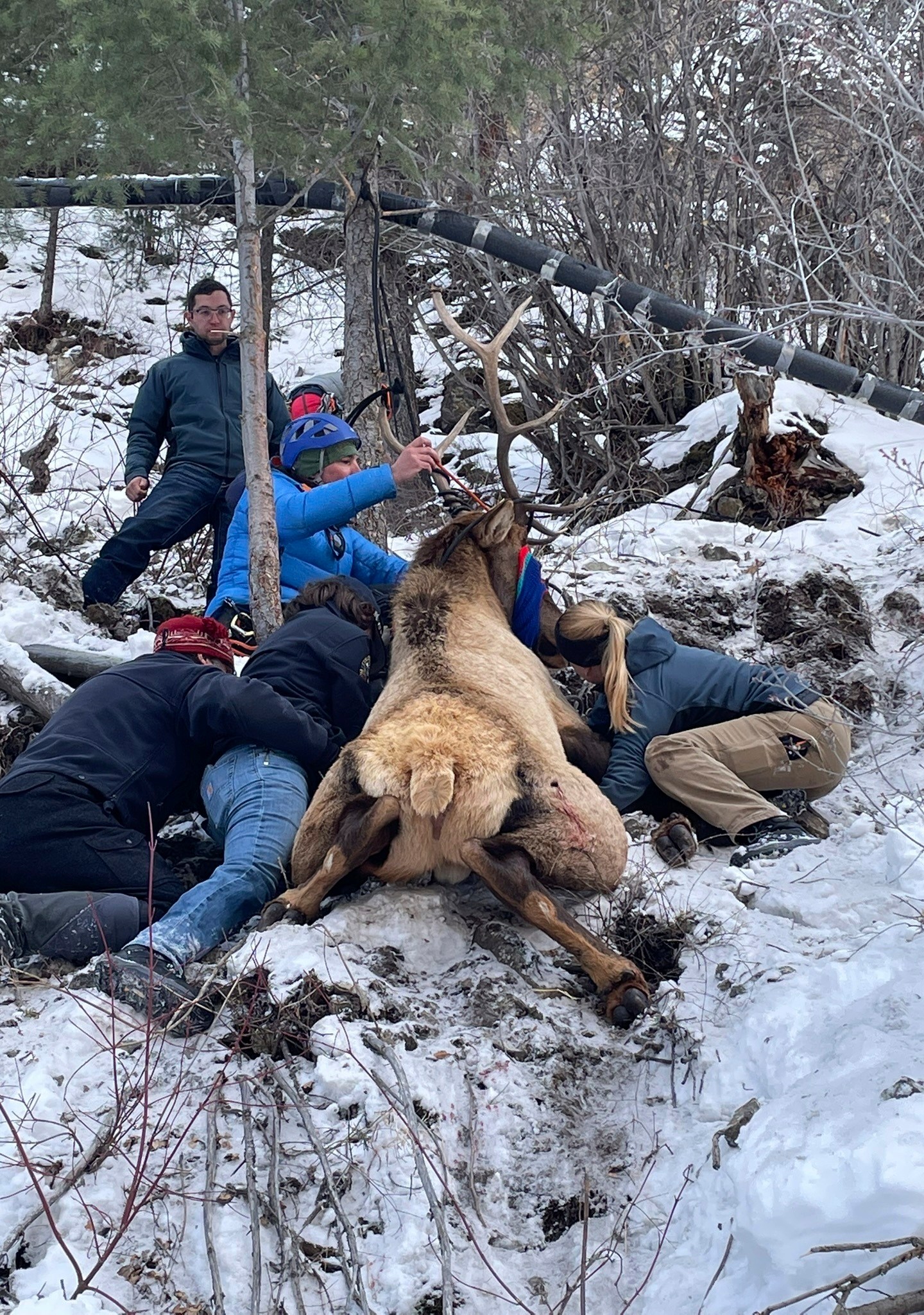 Wildlife officials and climbers rescue a bull elk after the animal became entangled in a rope at an ice climbing area in Lake City, southwestern Colorado, Friday, Jan. 3, 2025. (Colorado Parks and Wildlife via AP)