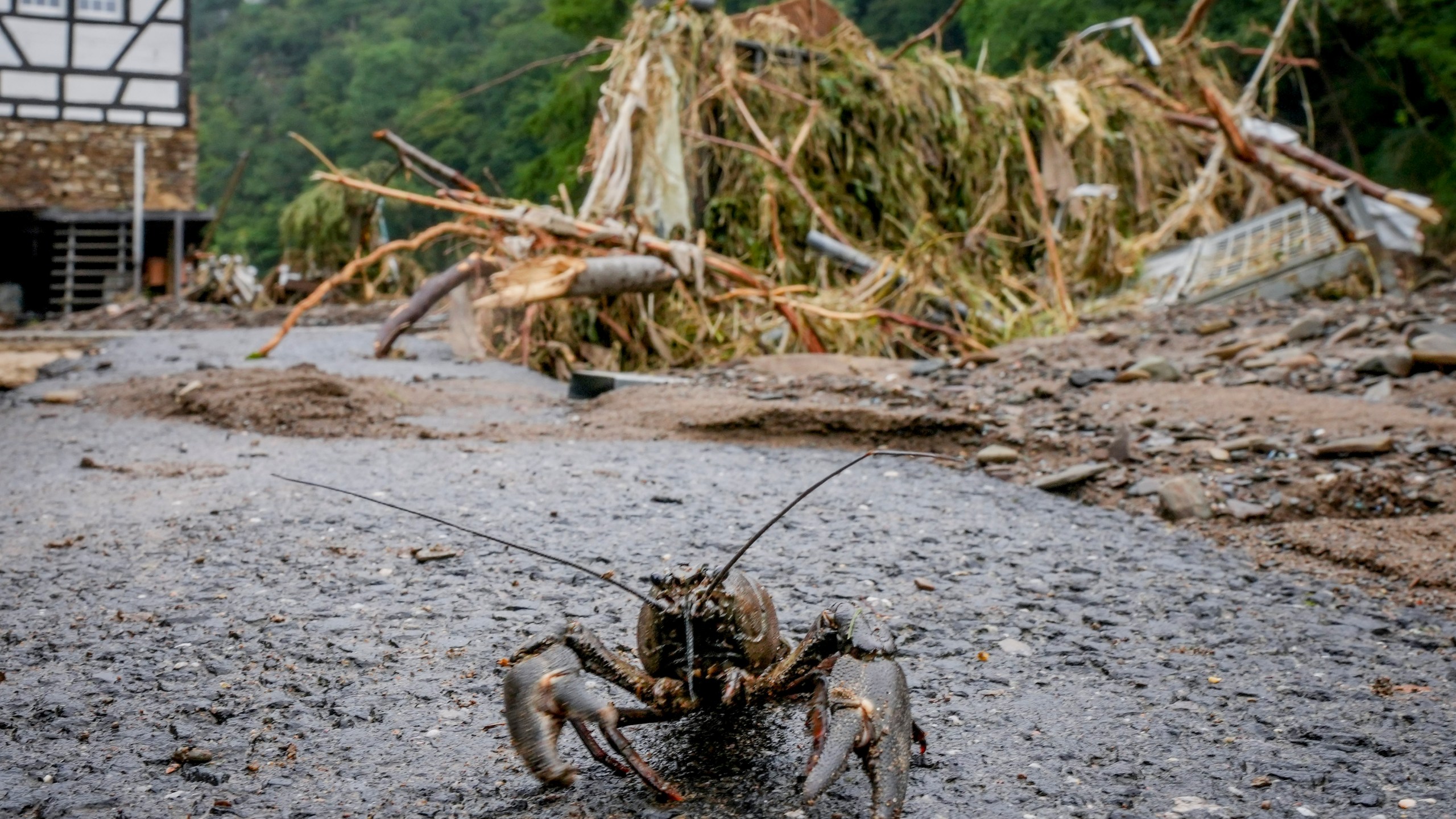 FILE - A crayfish walks on pavement after floodwaters from the Ahr River receded in Schuld, Germany, Friday, July 16, 2021. (AP Photo/Michael Probst, File)