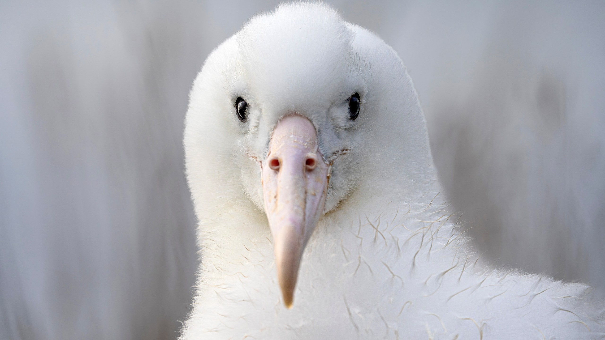 An albatross looks at the camera while nesting at Taiaroa Head, New Zealand on June 18, 2024. (Michael Hayward/New Zealand Department of Conservation via AP)