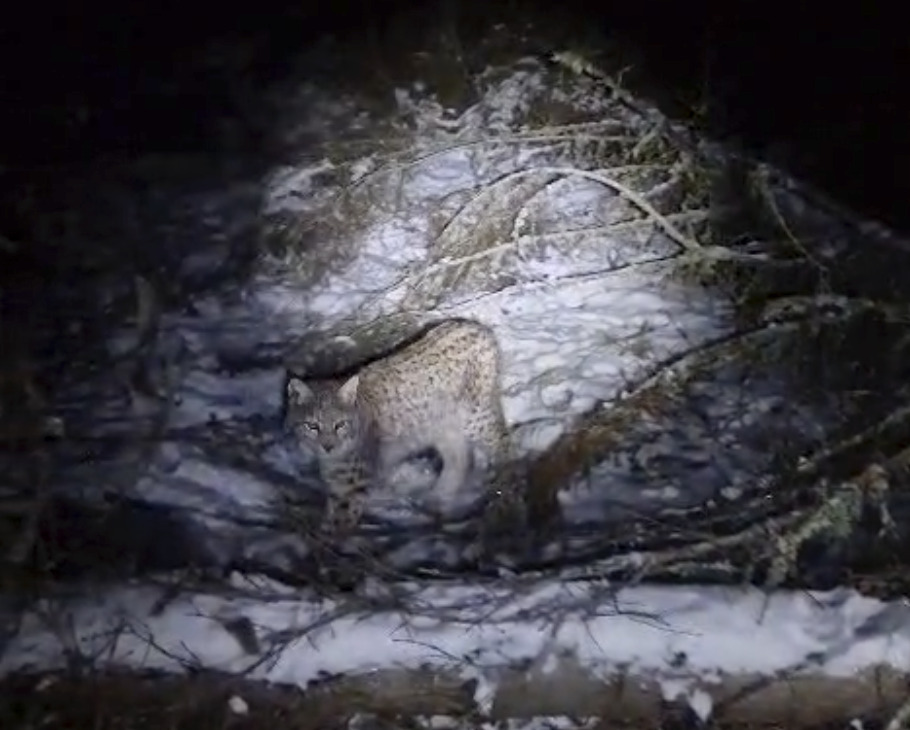 This image taken from video and made available by the Royal Zoological Society of Scotland shows a lynx in the Cairngorms National Park, Scotland, Dec. 9, 2024. (Royal Zoological Society of Scotland via AP)