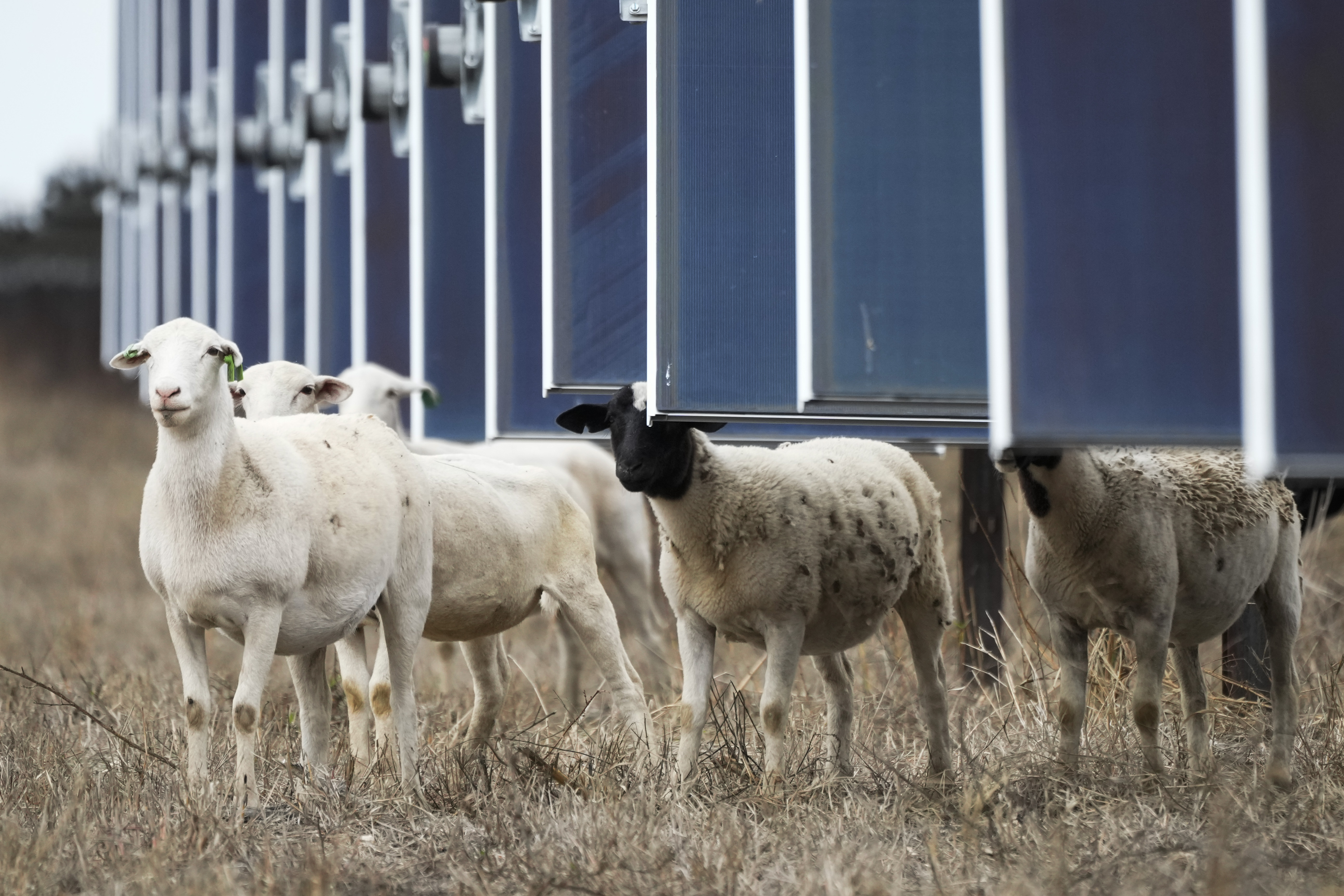 Sheep walk near solar panels on a solar farm owned by SB Energy on Tuesday, Dec. 17, 2024, in Buckholts, Texas. (AP Photo/Ashley Landis)