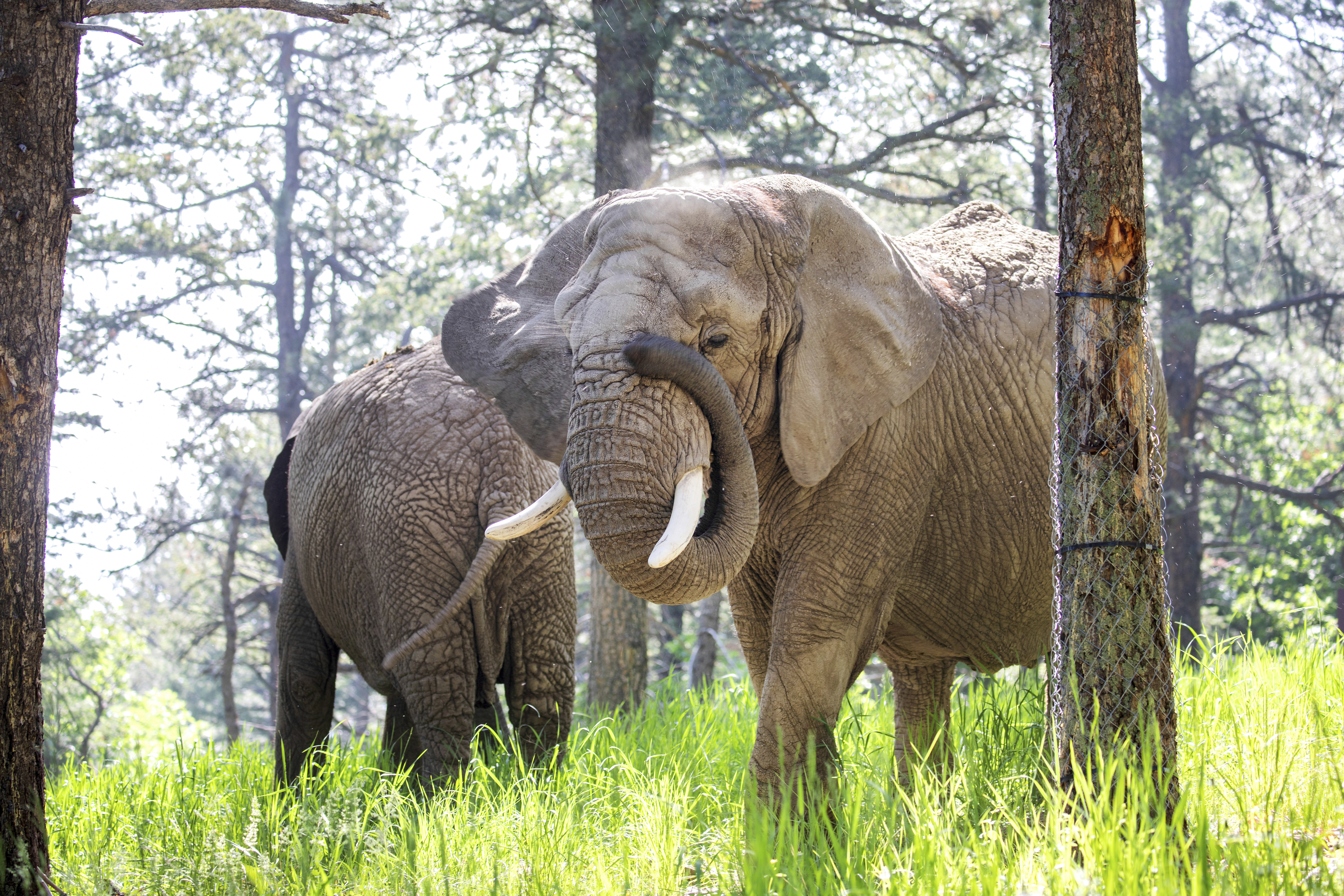 FILE - This undated photo provided by the Cheyenne Mountain Zoo shows elephants Kimba, front, and Lucky, back, at the Zoo in Colorado Springs, Colo. (Cheyenne Mountain Zoo via AP, File)