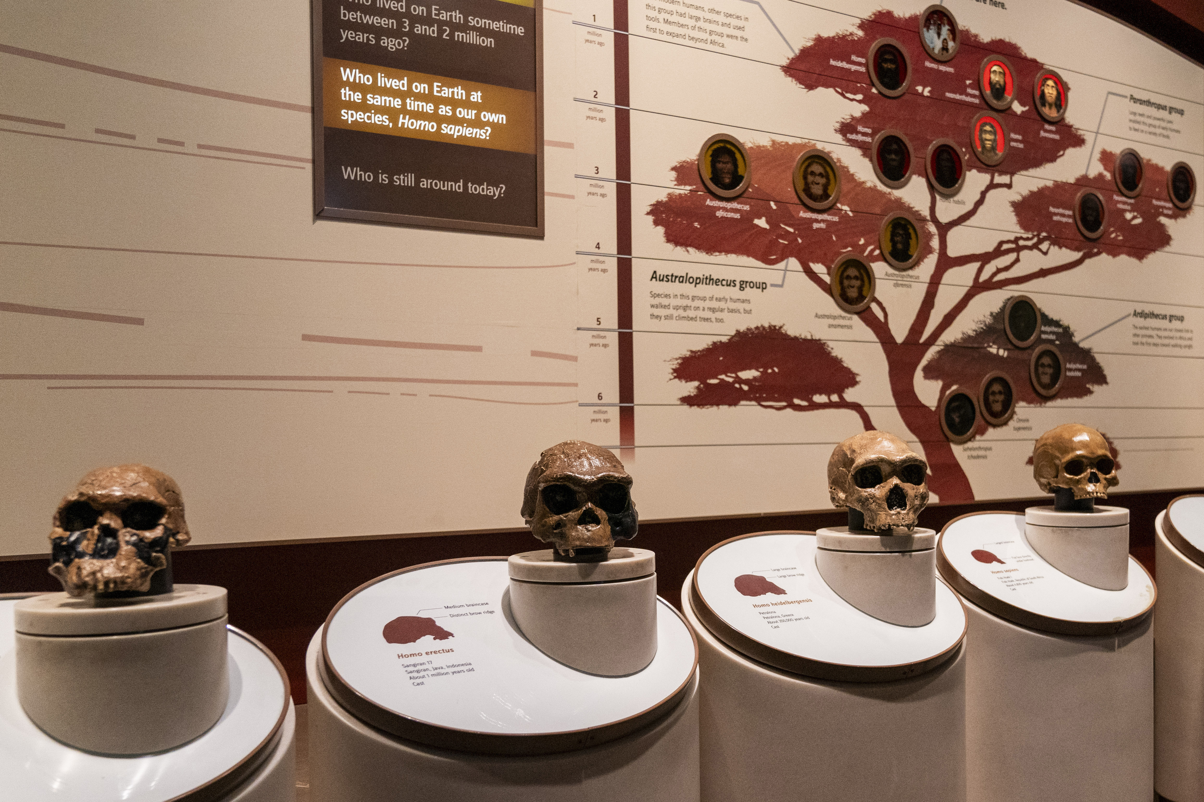 FILE - Casts of skulls are seen inside an exhibit of early human species inside the Smithsonian Hall of Human Origins, Thursday, July 20, 2023, at the Smithsonian Museum of Natural History, in Washington. (AP Photo/Jacquelyn Martin, File)