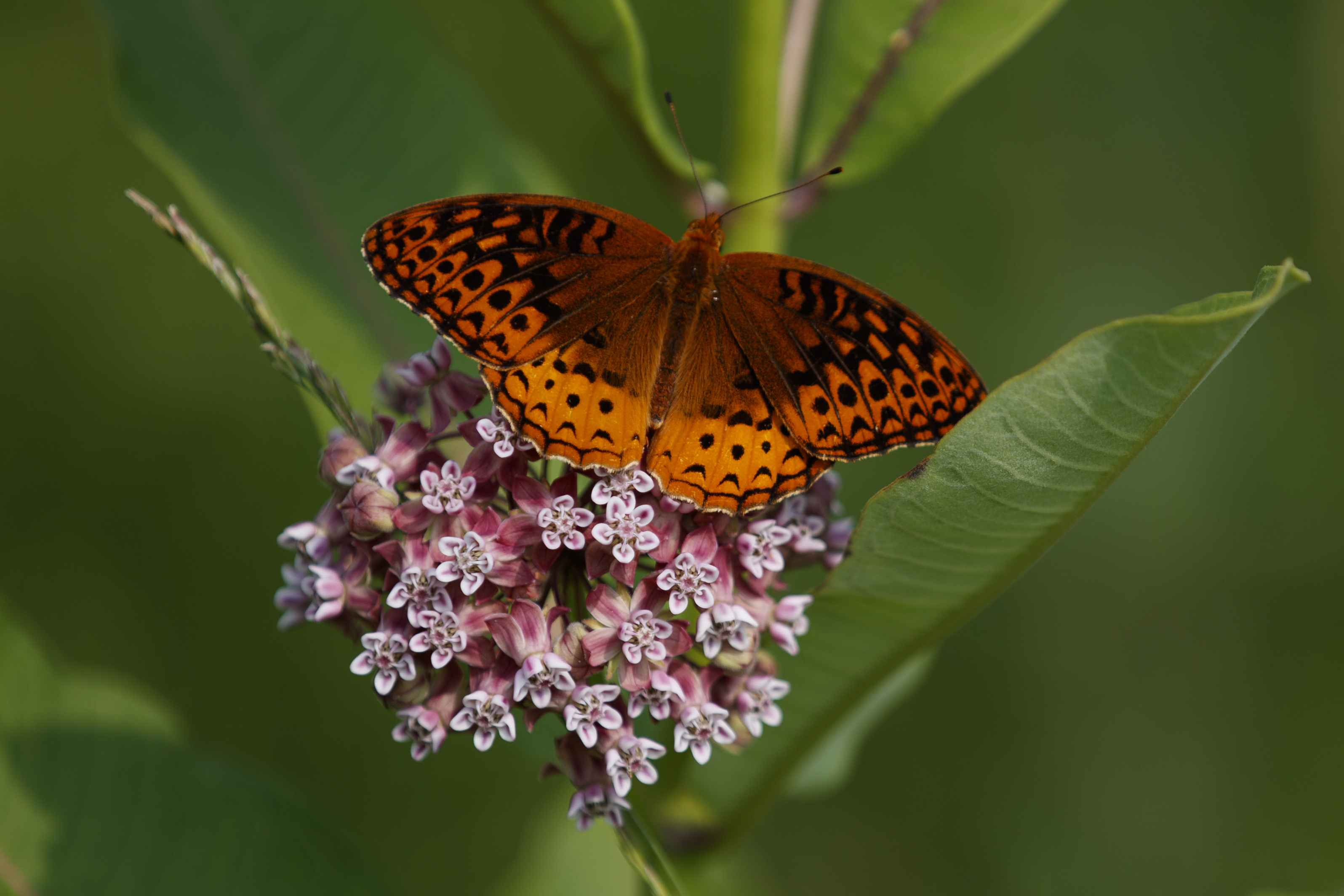 FILE - A fritillary butterfly perches on blooming milkweed at Patuxent Wildlife Research Center in Laurel, Md., June 5, 2019. (AP Photo/Carolyn Kaster, File)