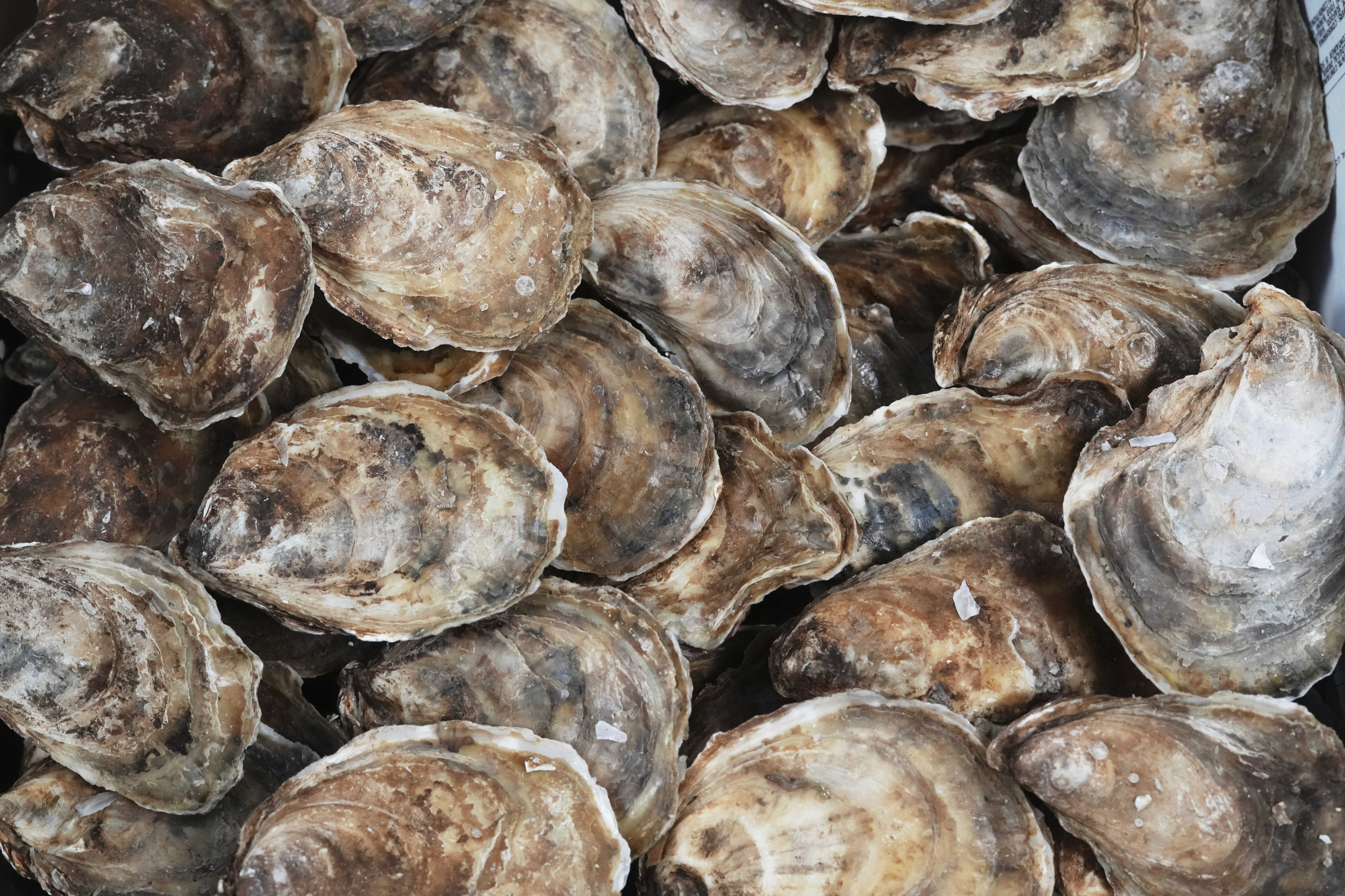 Shown are oysters harvested in Canada at Bryan Szeliga's Fishtown Seafood in Haddonfield, N.J., Thursday, March 6, 2025. (AP Photo/Matt Rourke)