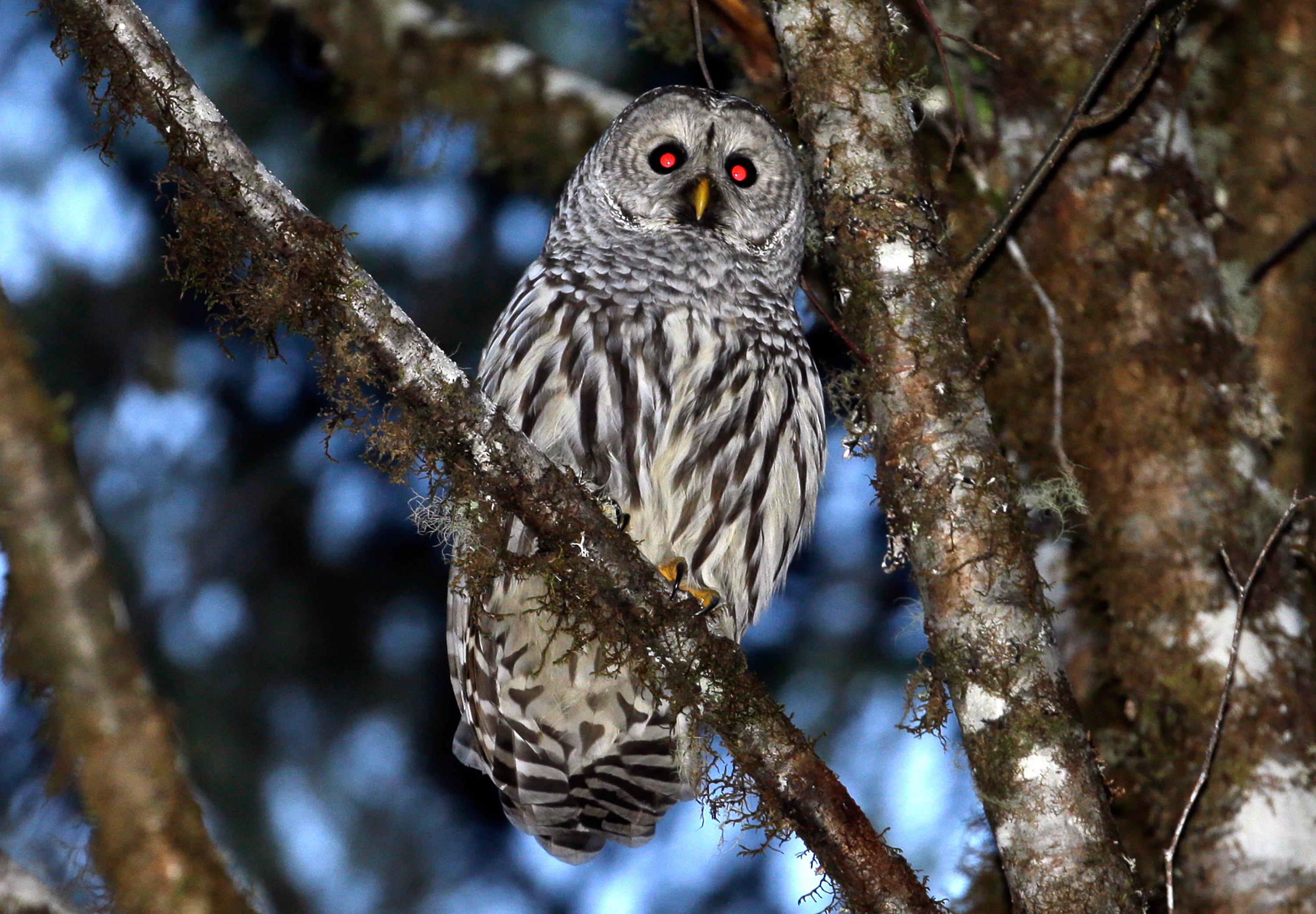 FILE - A female barred owl sits on a branch in the wooded hills, Dec. 13, 2017, outside Philomath, Ore. (AP Photo/Don Ryan, File)